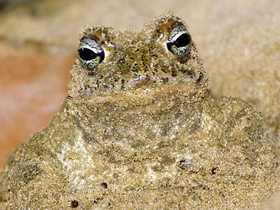 Фото Natterjack toad