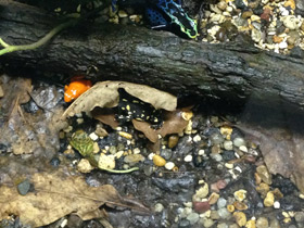 Фото Bumblebee toad