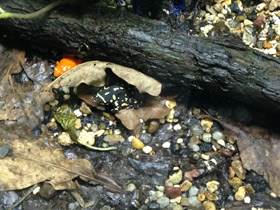 Фото Bumblebee toad