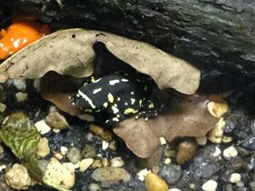 Фото Bumblebee toad