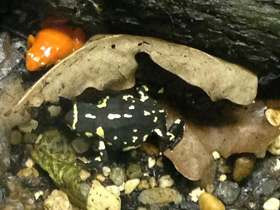 Фото Bumblebee toad