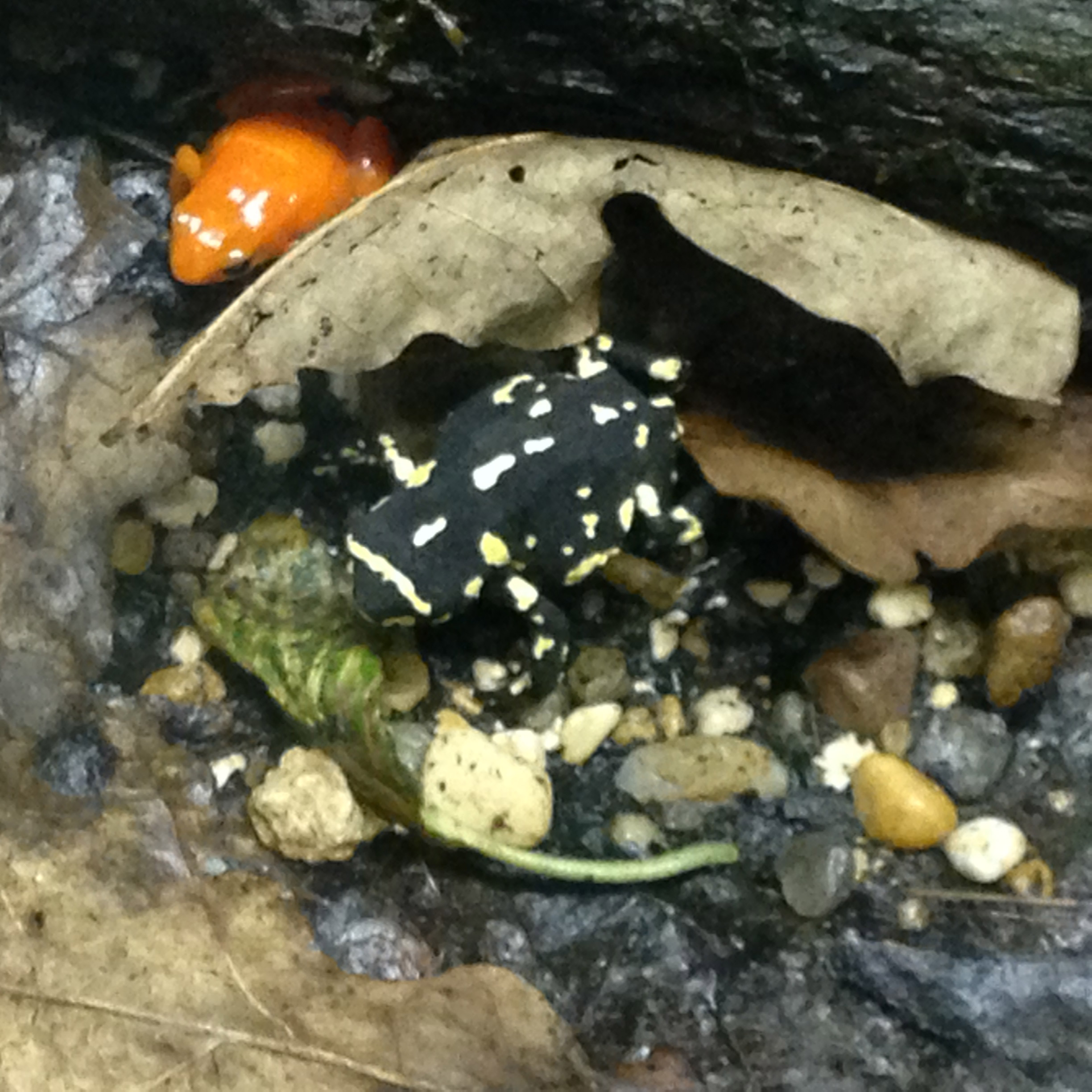 Фото Bumblebee toad