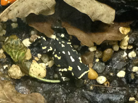 Фото Bumblebee toad