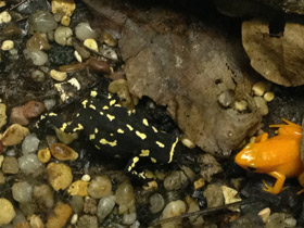 Фото Bumblebee toad