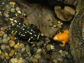 Фото Bumblebee toad