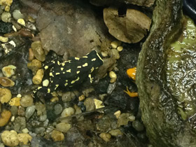 Фото Bumblebee toad