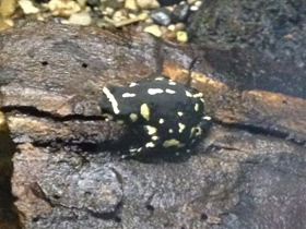 Фото Bumblebee toad