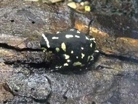 Фото Bumblebee toad