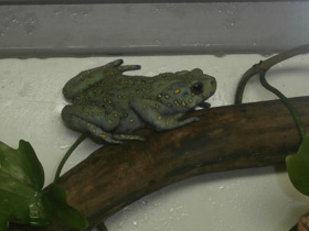 Фото Yellow-Spotted Climbing Toad