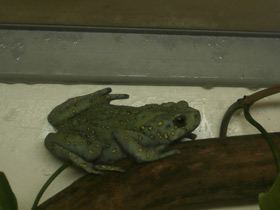 Фото Yellow-Spotted Climbing Toad