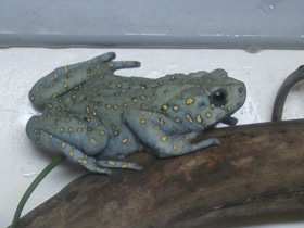 Фото Yellow-Spotted Climbing Toad