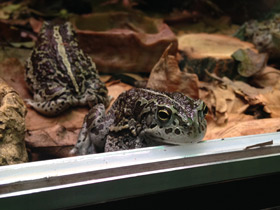 Фото Mongolian toad