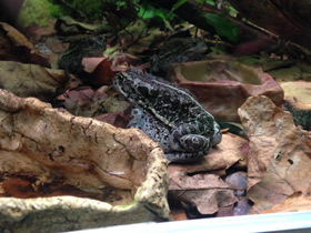 Фото Mongolian toad