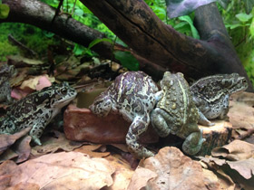 Фото Mongolian toad