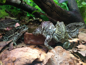 Фото Mongolian toad