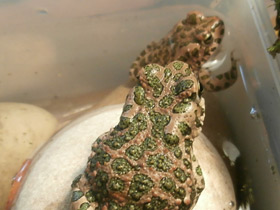 Фото European green toad