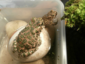 Фото European green toad