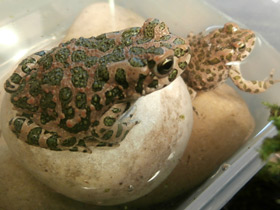 Фото European green toad