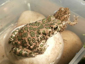 Фото European green toad