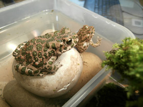 Фото European green toad