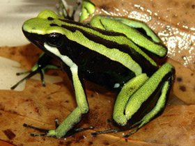 Фото Three-striped poison frog