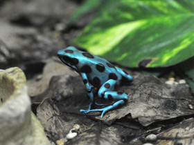 Фото Green-and-black poison dart frog
