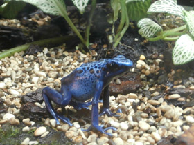 Фото Blue poison dart frog