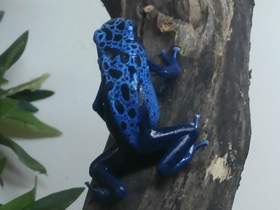 Фото Blue poison dart frog