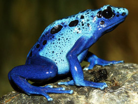 Фото Blue poison dart frog