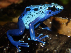 Фото Blue poison dart frog