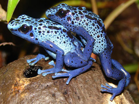 Фото Blue poison dart frog