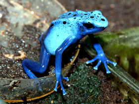 Фото Blue poison dart frog