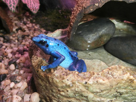 Фото Blue poison dart frog