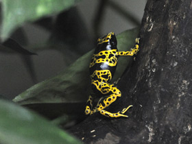 Фото Yellow-banded poison dart frog