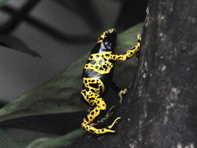 Фото Yellow-banded poison dart frog