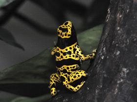 Фото Yellow-banded poison dart frog