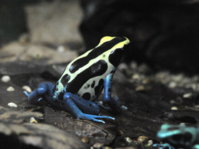Фото Dyeing dart frog