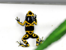 Фото Yellow-striped poison frog