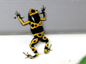 Фото Yellow-striped poison frog