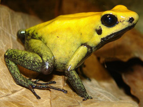 Фото Black-legged poison frog