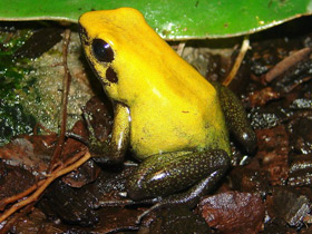 Фото Black-legged poison frog