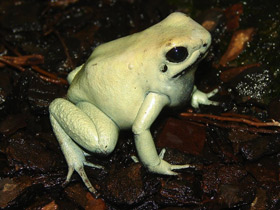 Фото Golden poison frog