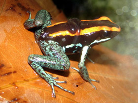 Фото Golfodulcean poison frog