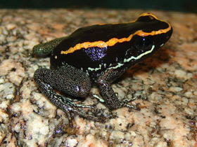 Фото Golfodulcean poison frog