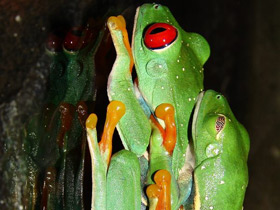 Фото Red-eyed tree frog