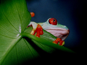 Фото Red-eyed tree frog