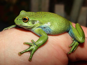 Фото Green Dotted Treefrog