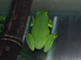 Фото American green tree frog