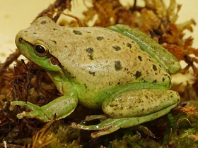 Фото Mediterranean Tree Frog