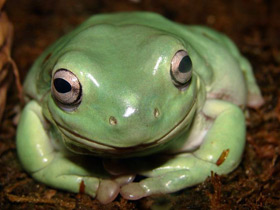 Фото Australian green tree frog